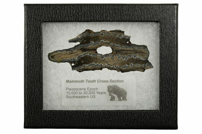 Mammoth Molar Slice With Case - South Carolina #337739